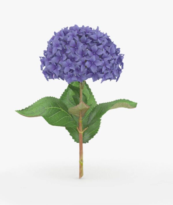 Flowers-Hydrangea