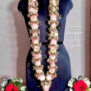 Golden Gypso, Jumelia, Gypso